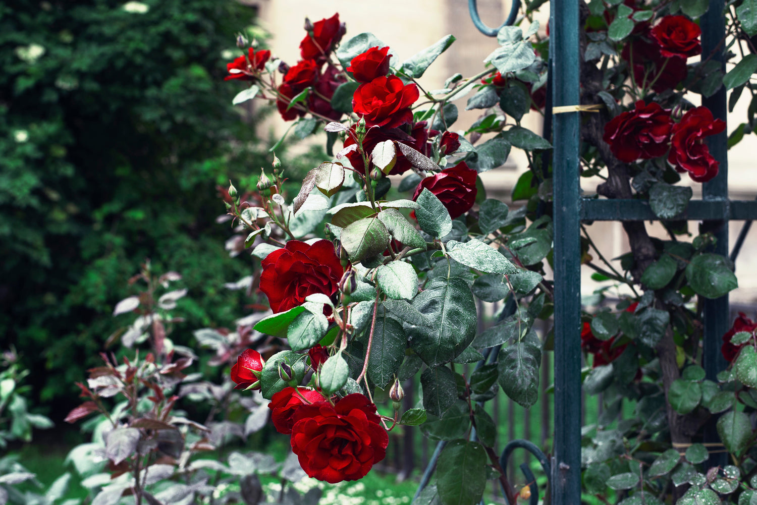 Roses