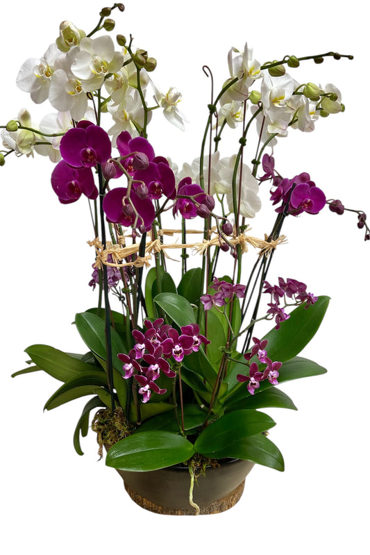 Dancing with Orchid