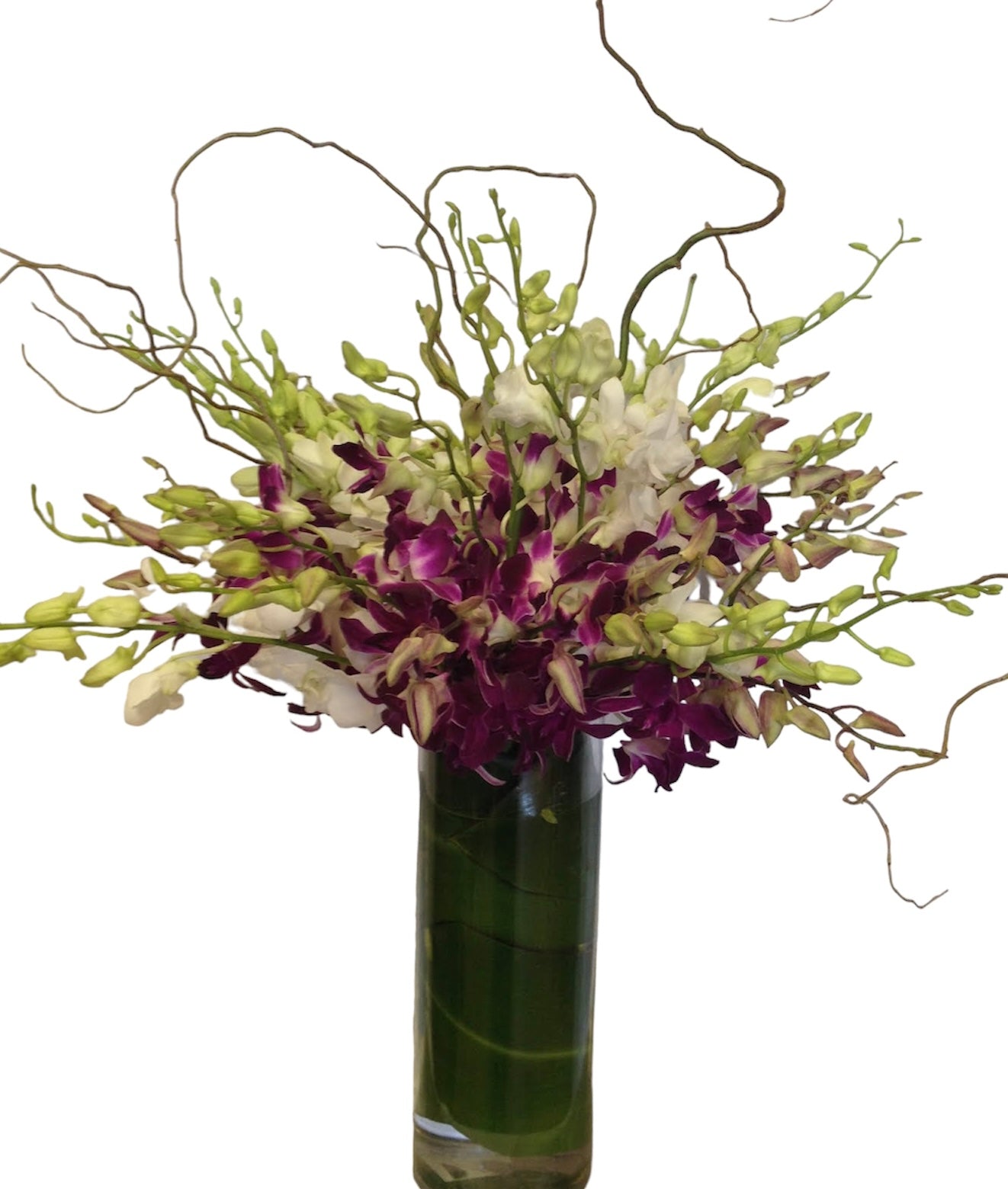 Rainbow Orchid