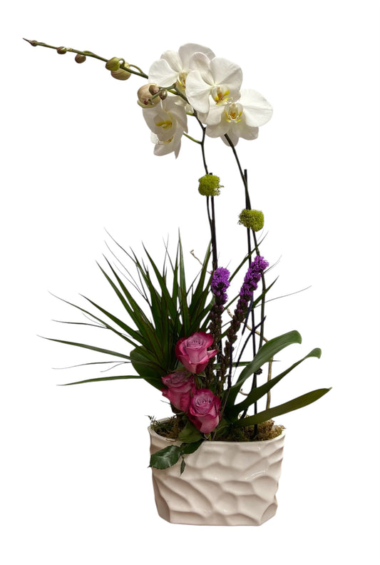 Orchid Daydream