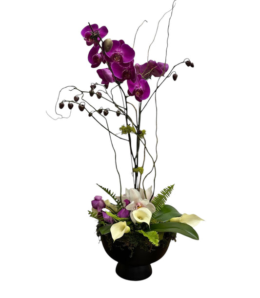 Queen of orchids