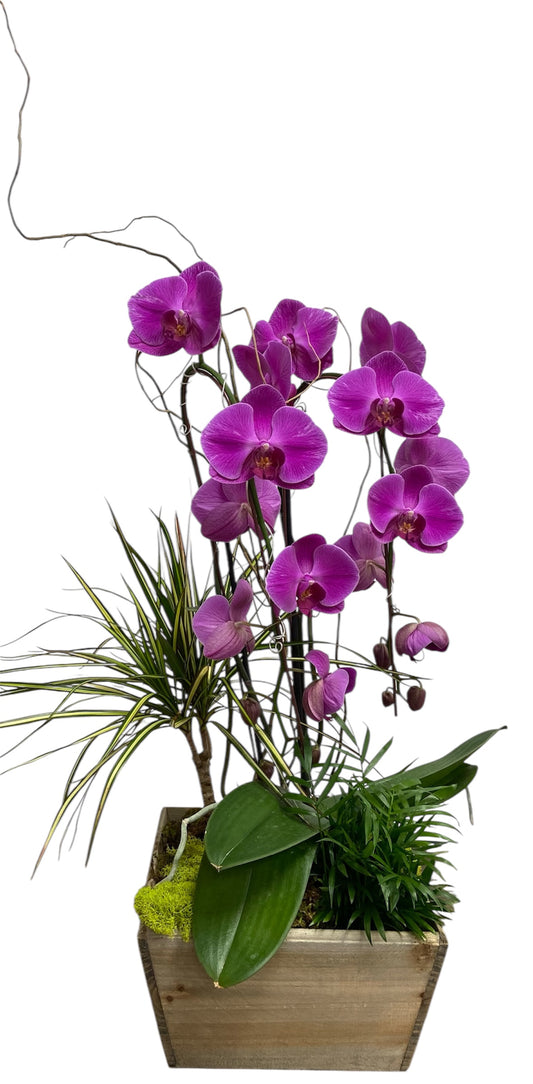 Purple Serenity